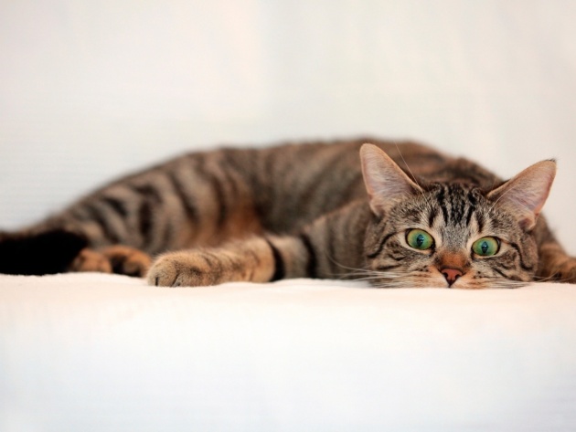Коты из сети