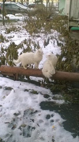 Котовторник 22.11.2016