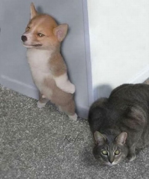 Коты из сети