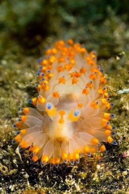 Самые смешные животные