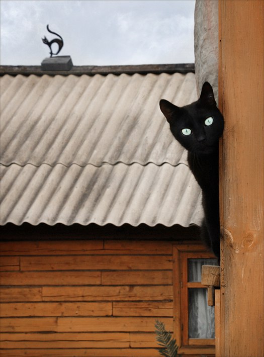 Коты и Кошки