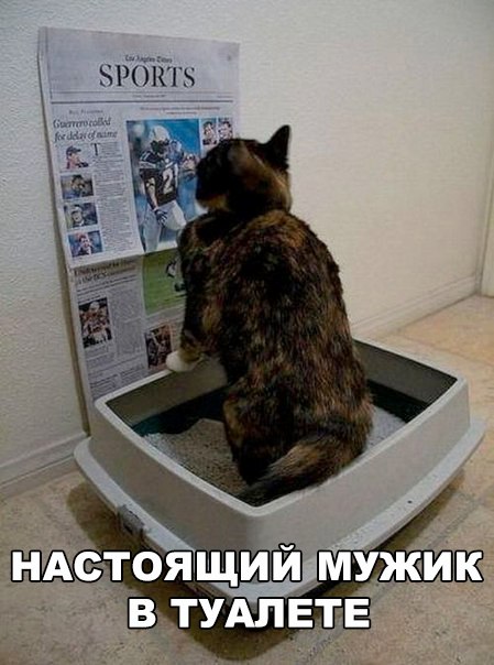 Коты и Кошки