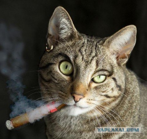70-километровый инопланетный корабль прячется возле астероида Лютеция, утверждают уфологи