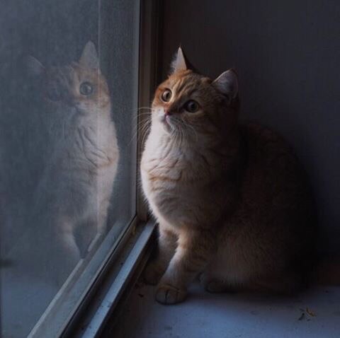 Коты и Кошки