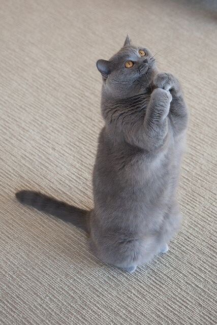 Коты и Кошки