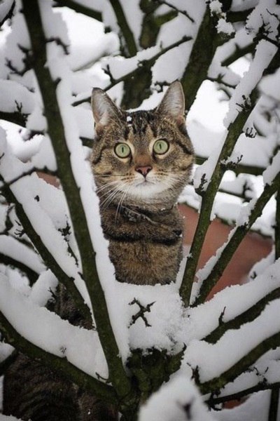 Фотобомбы котов