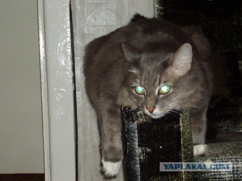 Уррааа! Котовторник на ЯПлакалъ!