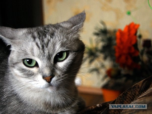 Котовторник на 03.02.2009