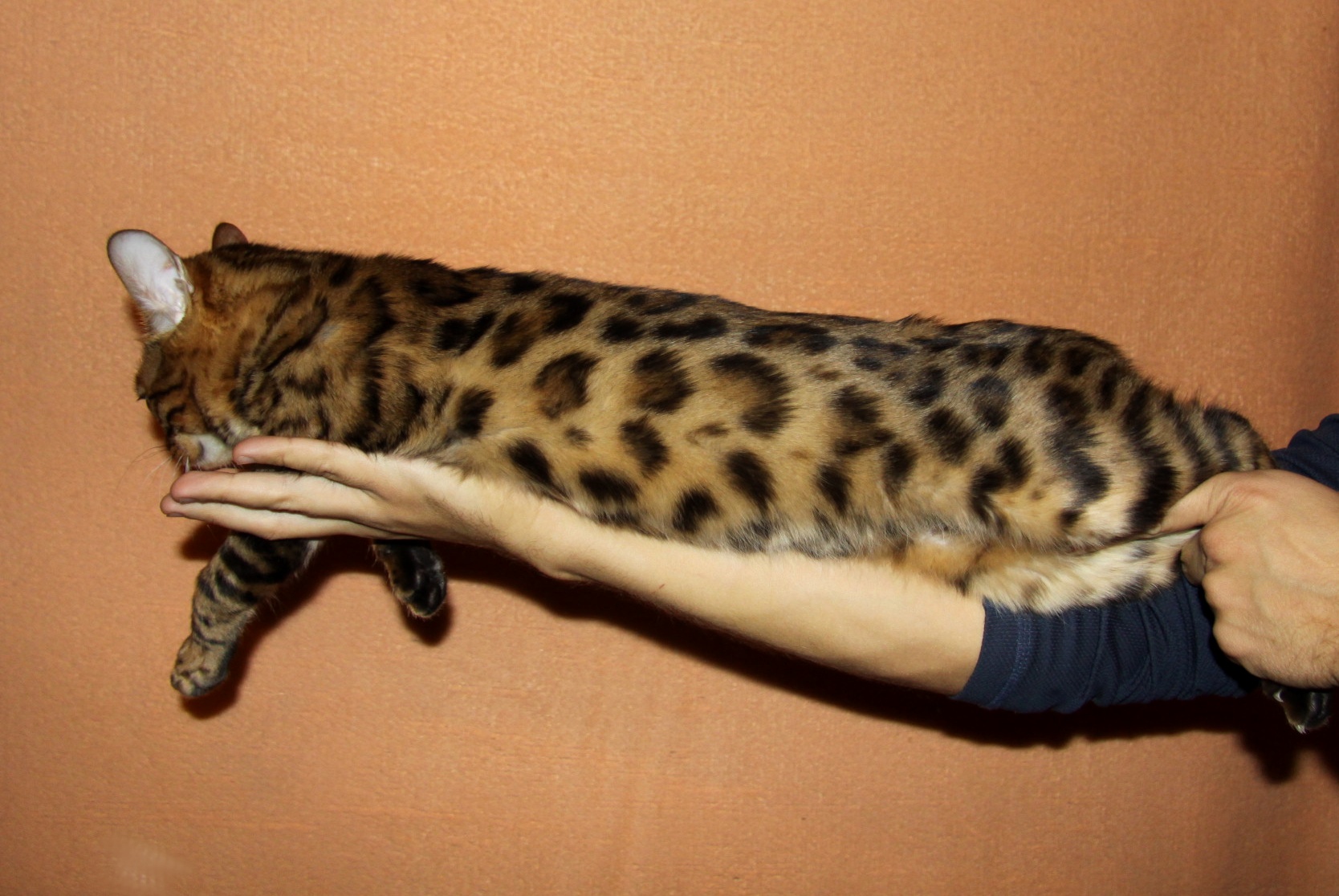 Бенгальская кошка размер