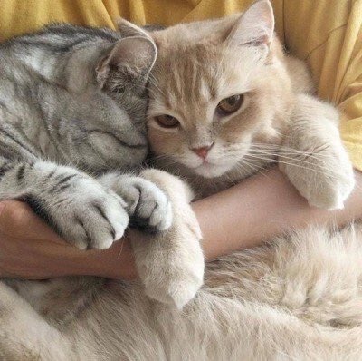 Немного милоты