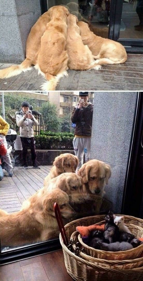 Живность из сети