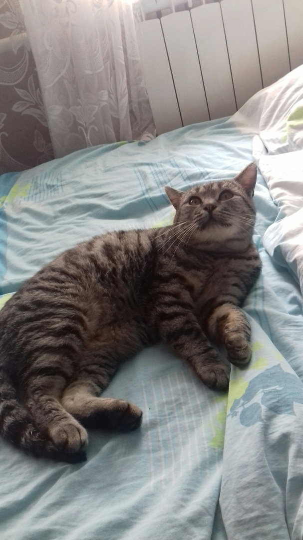 Прикольных котов пост