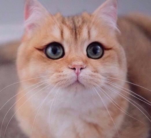 Живность из сети