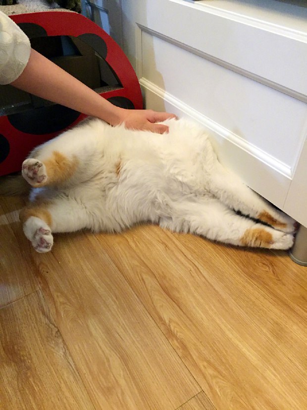 Прикольных котов пост