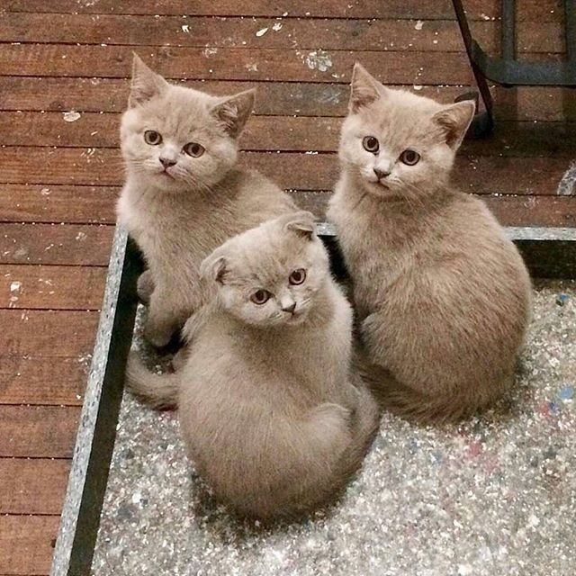 Забавные фото котеек