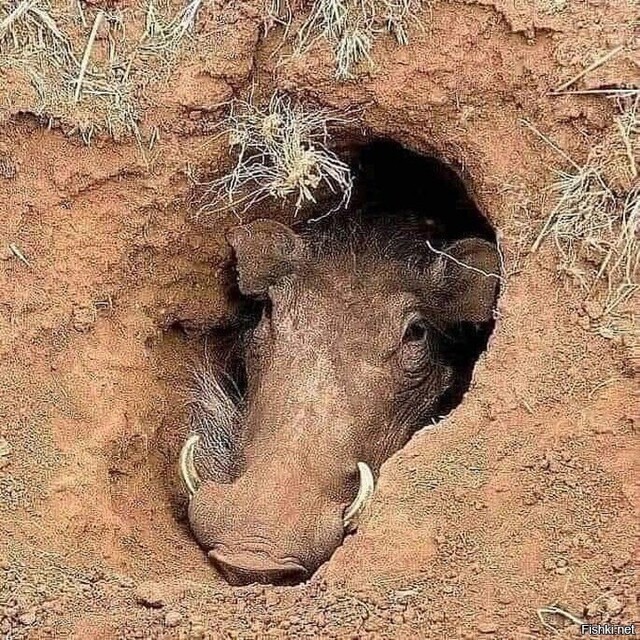 Эти забавные животные