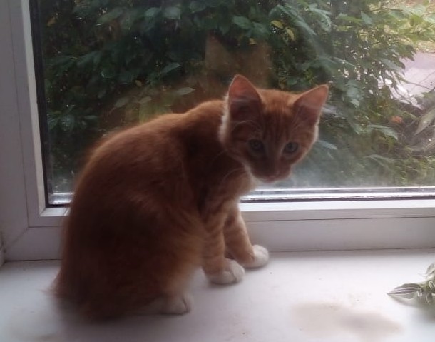 Котовторник 13.10.2020