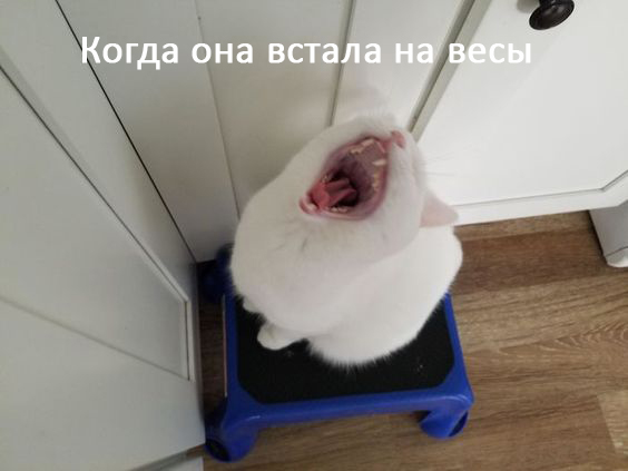 Женщины - они как кошки № 2