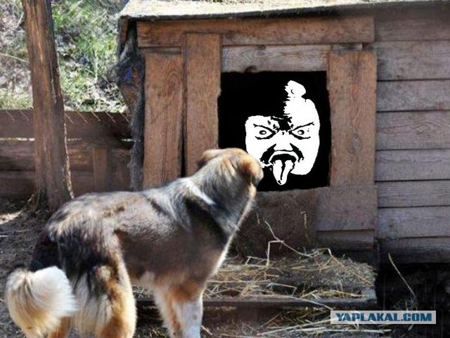 Фотожаба: Собака с Девушкой