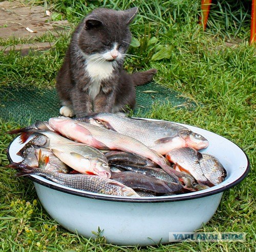 Счастливый кот