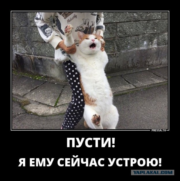 Всякие картинки, смешные и не очень, много котиков...