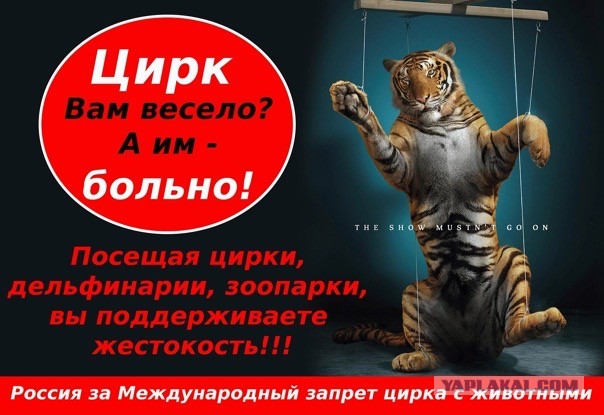 Тигр повредил лицо Эдгару Запашному