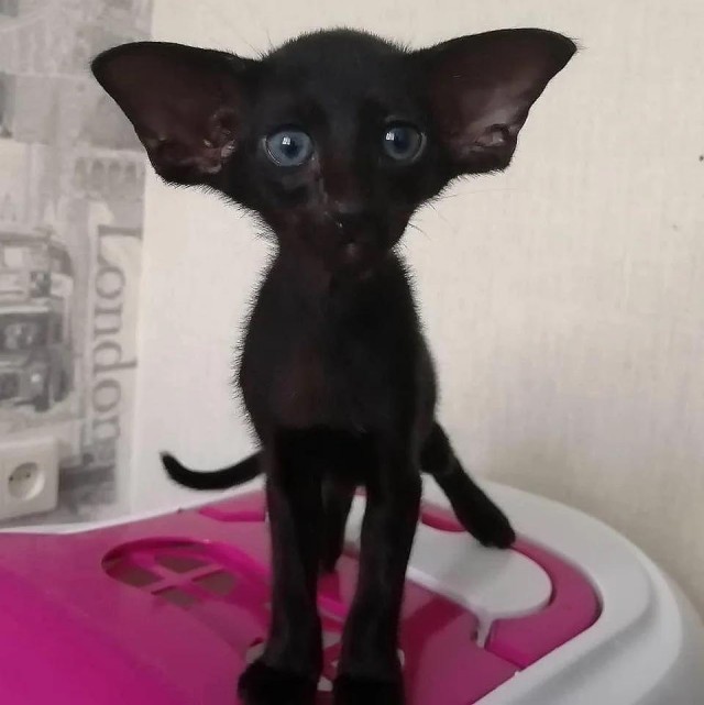 Котоюмор на ЯП. Веселые кото-картинки!