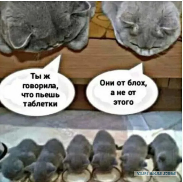 Удивлению нет предела или тип семьи, который входит в моду