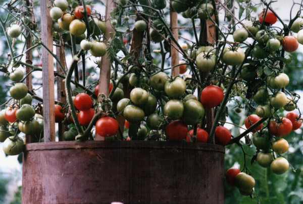 ВЭФ требует запретить домашние овощи и фрукты