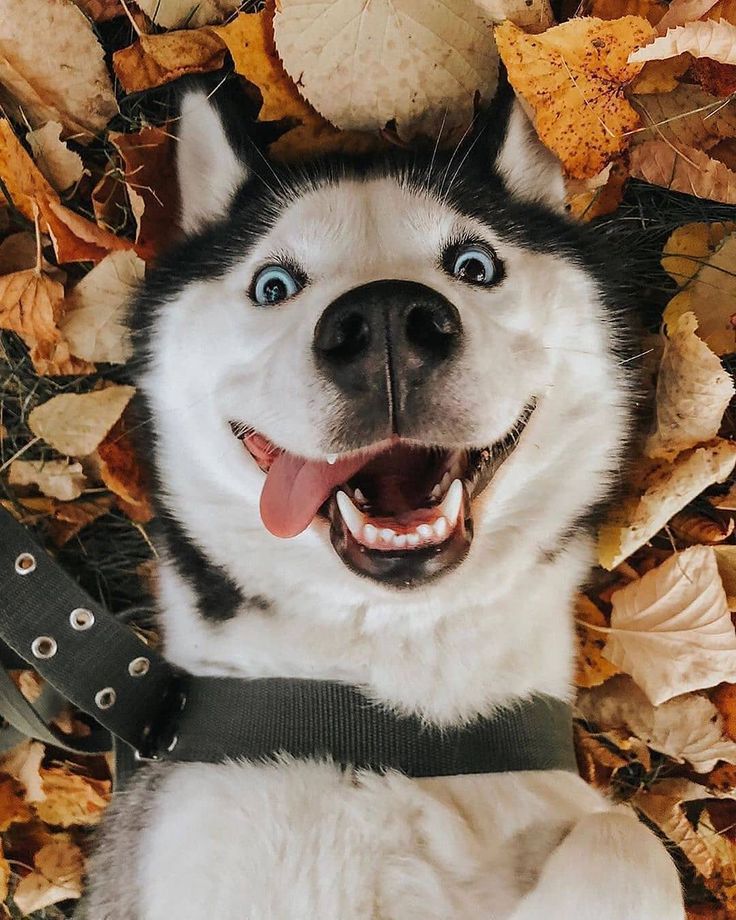https://s00.yaplakal.com/pics/pics_original/3/4/1/20462143.jpg
