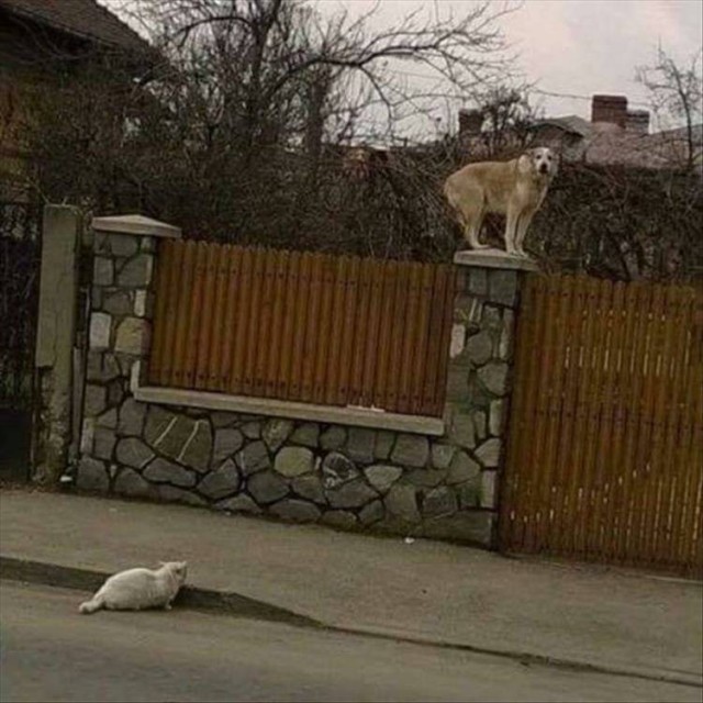 К котовторнику: подборка картинок-баянов с котиками и про котиков. Выпуск 28.