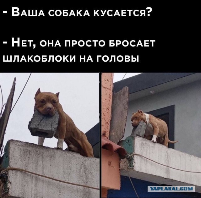 История о том, как бабушка завела себе Алабая