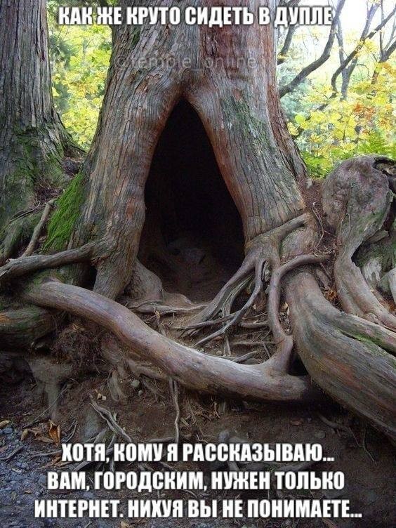В Ленобласти мужчина провалился в дупло клена и просидел там более суток