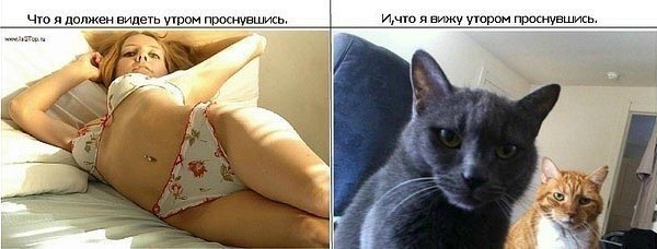 Все любят котиков!