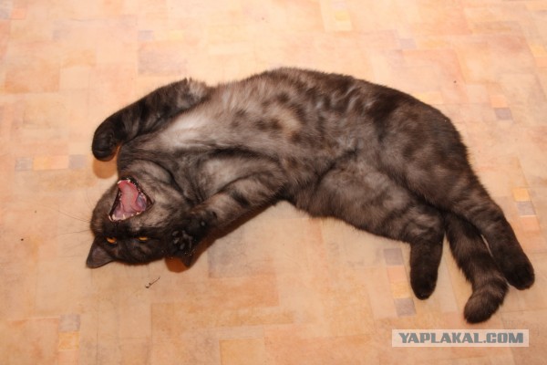 Котовторник  10.12.2013
