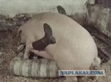 Охота на кабана