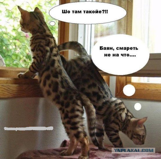 Кот в квадрате