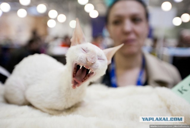 Международная выставка кошек Кэтсбург 2014