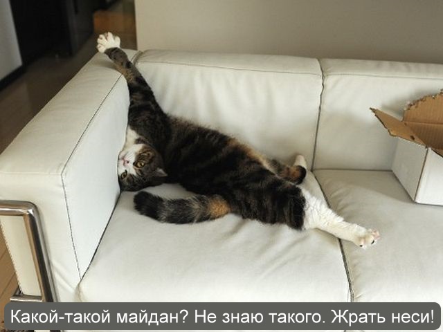 Котовторник 04.03.2014