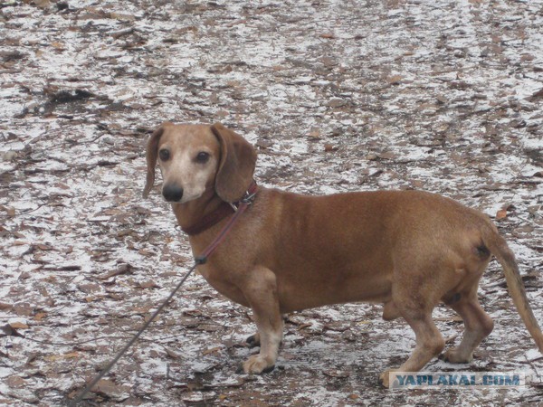 Собакочетверг