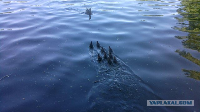 Утка с утятами переходит МКАД в час пик