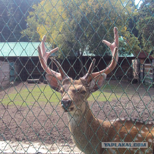 Плюсомет со шпалометом