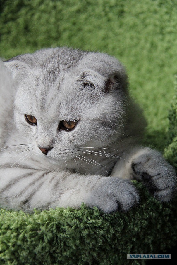Котовторник 09.09.2014