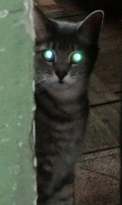 Кот, которому на все плевать