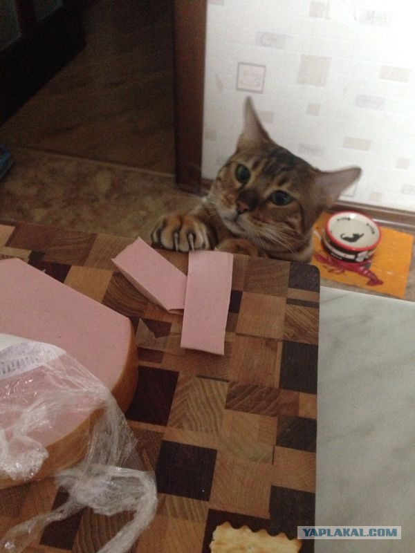 Котовторник