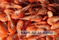 Руководство по морепродуктам