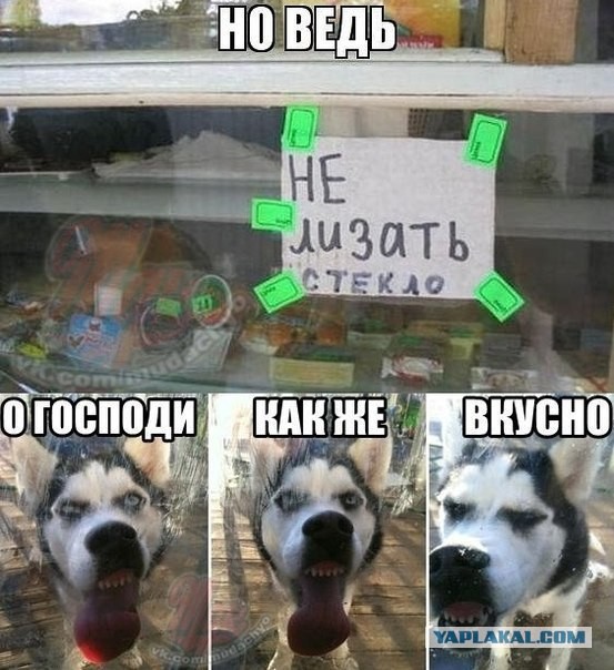 Забавных животных  фото