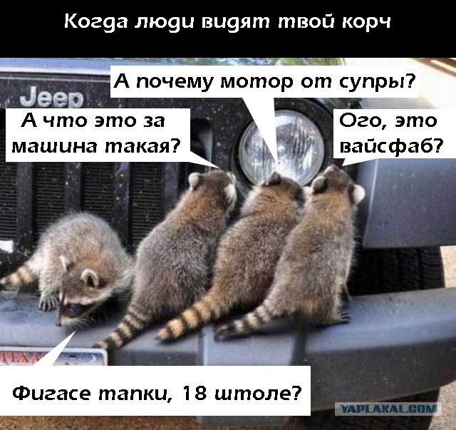 100 самых ценных фотографий енотов