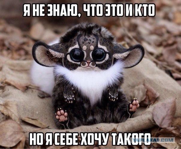 Котики и буквы