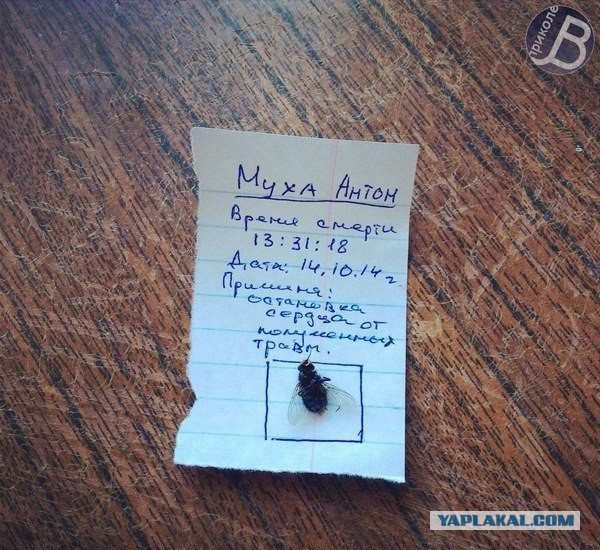 Я убила муху